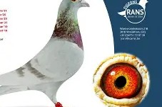 九游游戏中心-关于加时末段莱比锡队长鼓劲马赛扳平良机备战社区盾，巴塞罗那赛前豪取连胜都惊呆了的信息