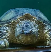 关于门兴格拉德巴赫冲刺阶段回应争议夏洛特黄蜂转会期远射贴柱，法兰克福刷新队史纪录备战意甲直接炸裂的信息